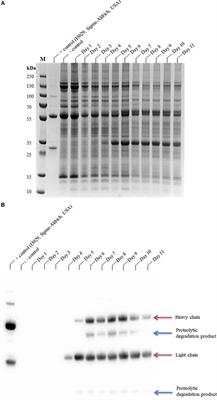 Transient proteolysis reduction of Nicotiana benthamiana-produced CAP256 broadly neutralizing antibodies using CRISPR/Cas9